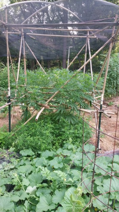 Virginia Growers Thread - Everything VA