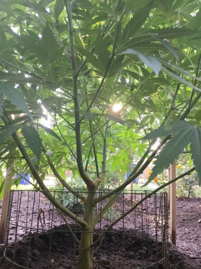 2026 Outdoor Grows! let's see em!