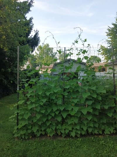 2026 Outdoor Grows! let's see em!