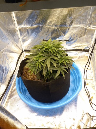 1 Pot Grow in a 4x4