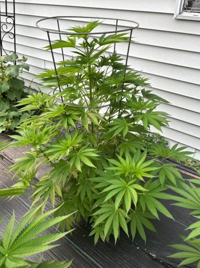 2026 Outdoor Grows! let's see em!