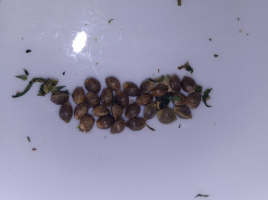 Community Seed Run. Lemon Verde Oaxacan.