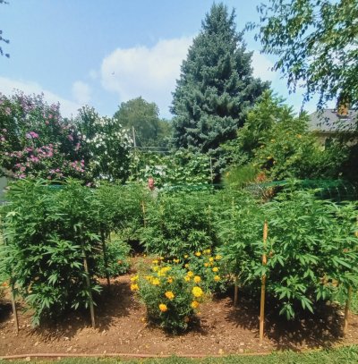 2026 Outdoor Grows! let's see em!