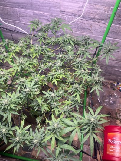 JEREMY JAY PRESENTS: The Fu**it it’s weed grow