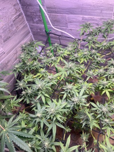 JEREMY JAY PRESENTS: The Fu**it it’s weed grow