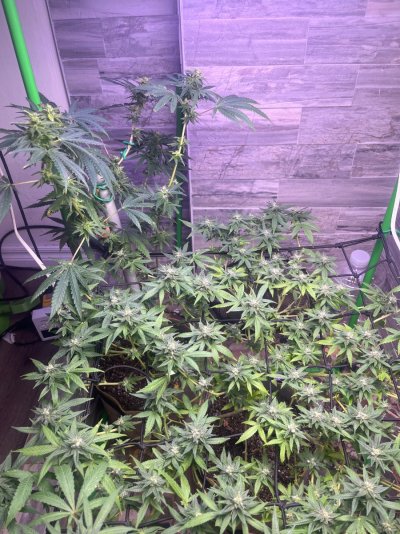 JEREMY JAY PRESENTS: The Fu**it it’s weed grow