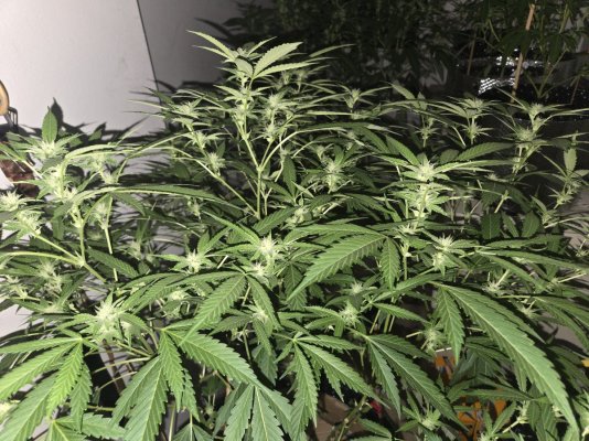 Eternal Sun 2026 outdoor garden grow