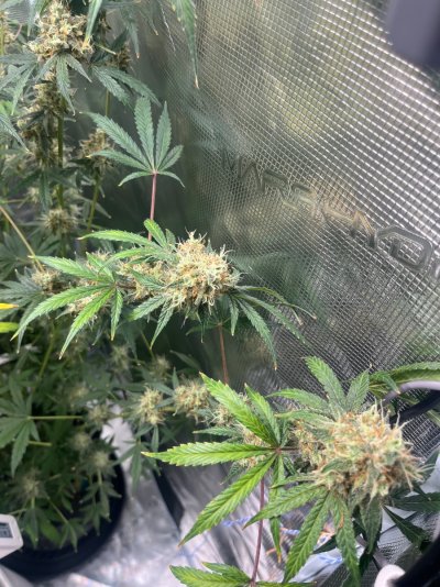 IMG_5048.jpeg