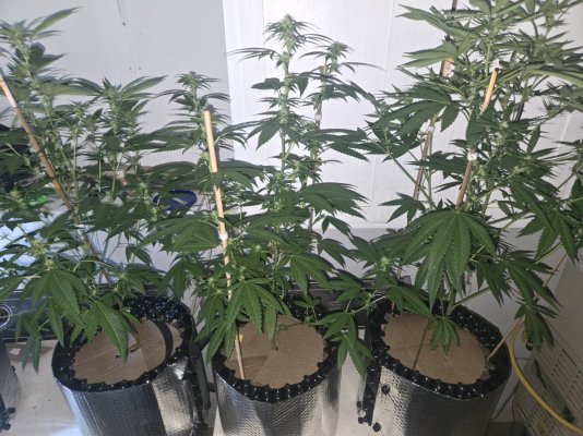 KushCat's Forever (indoor/outdoor) Thread