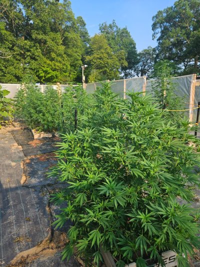2026 Outdoor Grows! let's see em!
