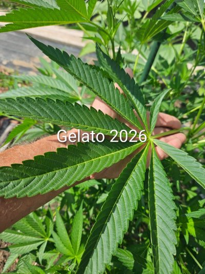 2026 Outdoor Grows! let's see em!