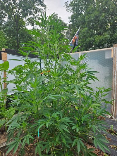 2026 Outdoor Grows! let's see em!