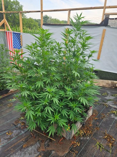 2026 Outdoor Grows! let's see em!