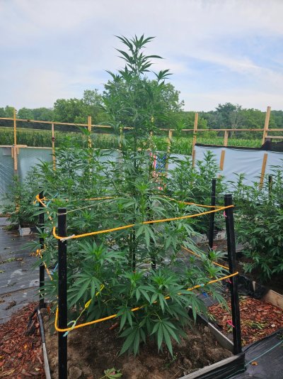 2026 Outdoor Grows! let's see em!