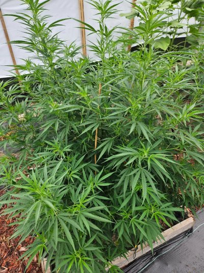 2026 Outdoor Grows! let's see em!