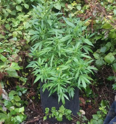 Any tips for my first guerilla grow?