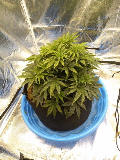 1 Pot Grow in a 4x4