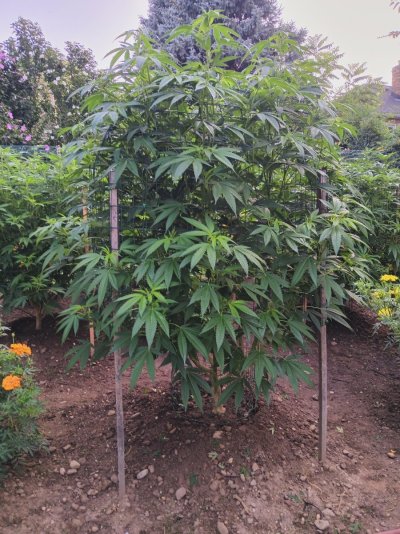 Cpurola's Outdoor grow in Southeast Michigan 2026