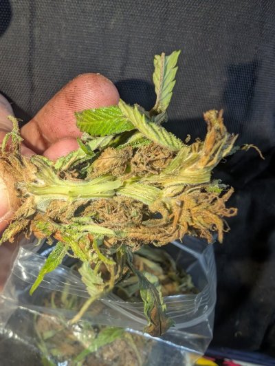 Any tips for my first guerilla grow?