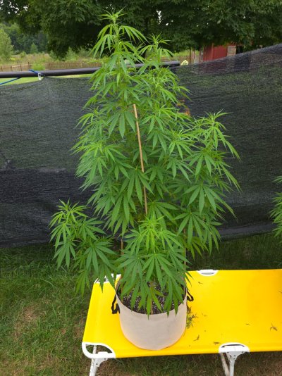 2026 Outdoor Grows! let's see em!