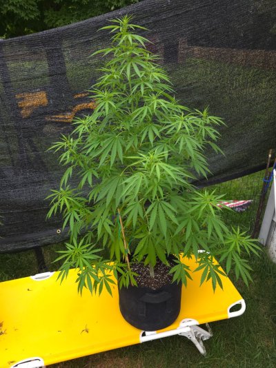2026 Outdoor Grows! let's see em!