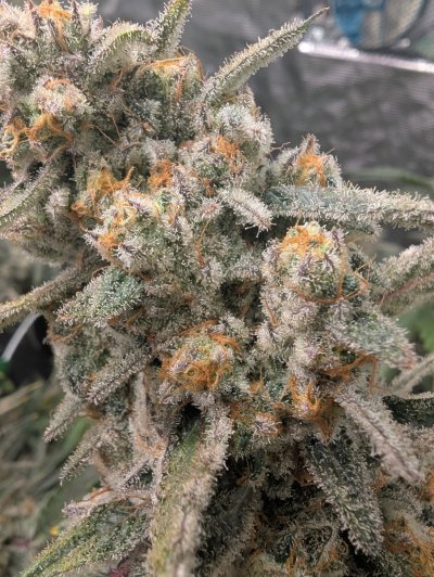 PXL_20260727_050415400.jpg
