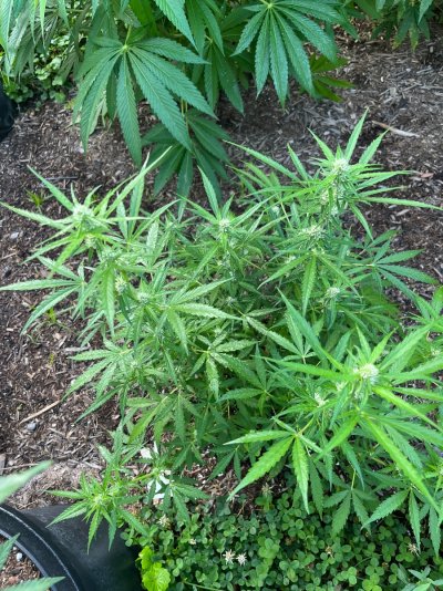 IMG_6724.jpeg