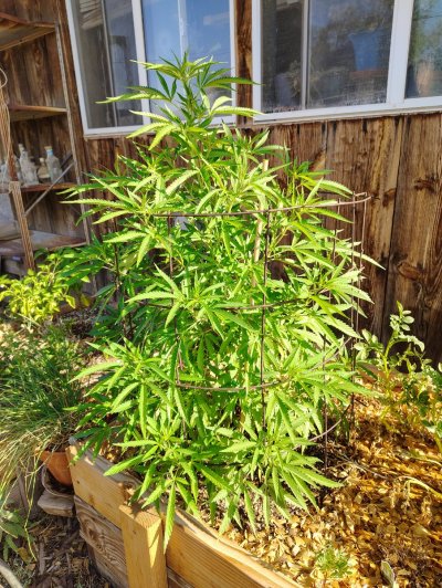 IMG_20260729_084537535_HDR.jpg