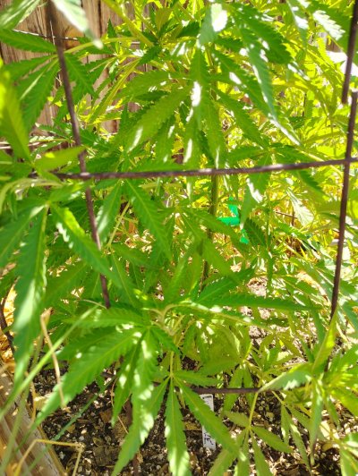 IMG_20260722_105843650_HDR.jpg