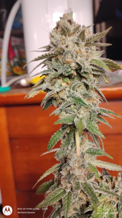 IMG_20260731_160311961.jpg