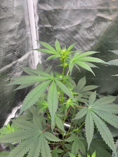 IMG_3079.jpeg