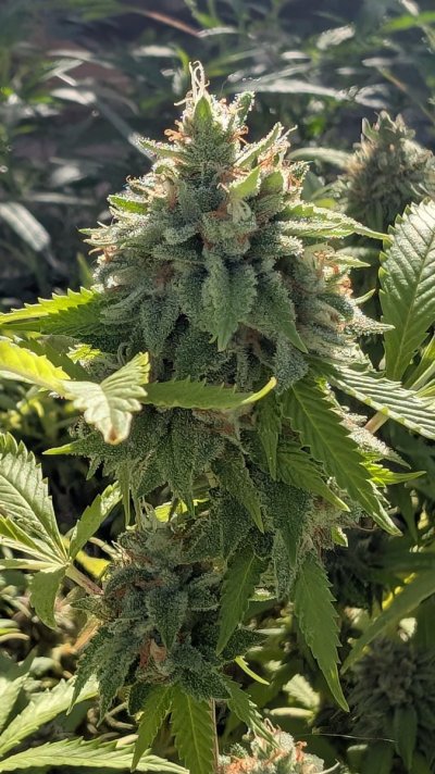 Let's See Your Frostiest Flowers