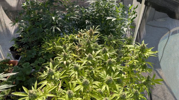 Pistils present but no buds
