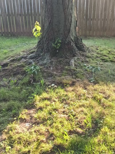 2026 Outdoor Grows! let's see em!