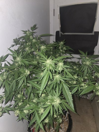 KushCat's Forever (indoor/outdoor) Thread