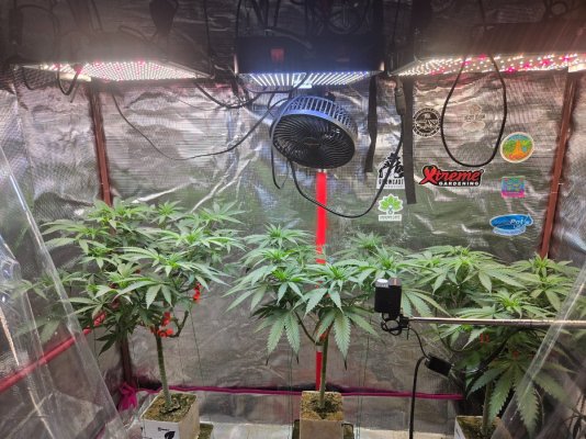 Bubba kush, by seed supreme