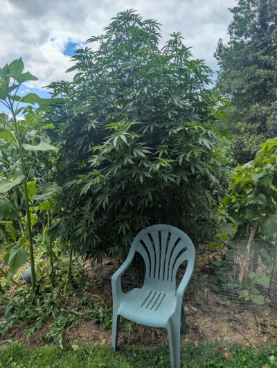 2026 Outdoor Grows! let's see em!