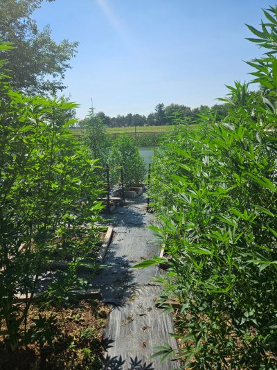 2026 Outdoor Grows! let's see em!