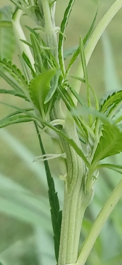 The Nepali Highland Growers thread.