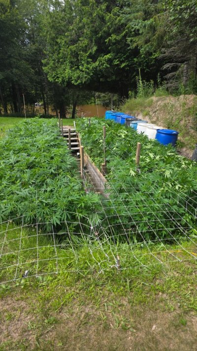 2026 Outdoor Grows! let's see em!