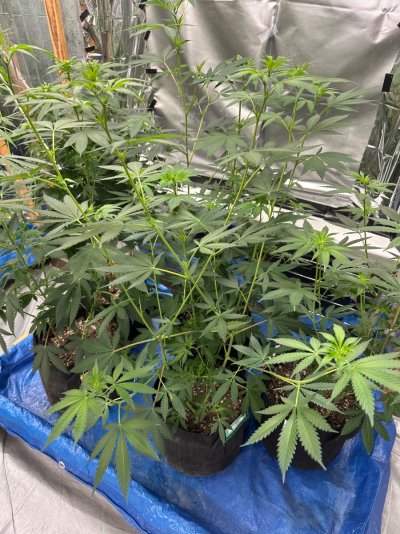 Special thread for some special beans from Home Grown Cannabis Co! 🔥🌱🔥