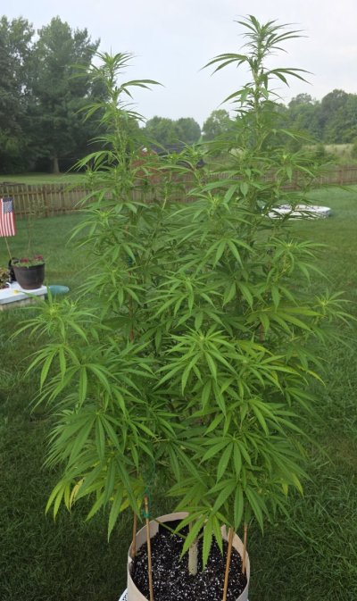 2026 Outdoor Grows! let's see em!