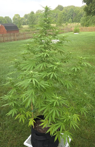 2026 Outdoor Grows! let's see em!