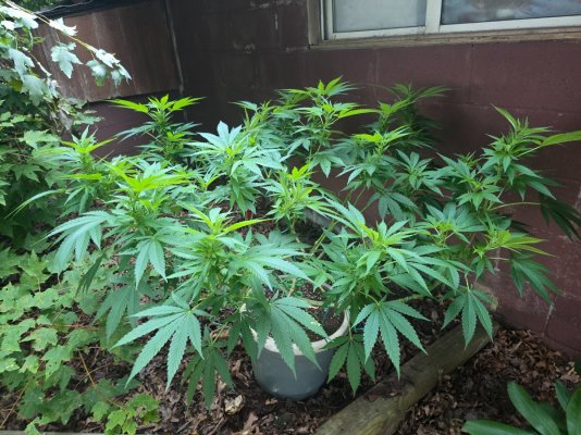 2026 Outdoor Grows! let's see em!
