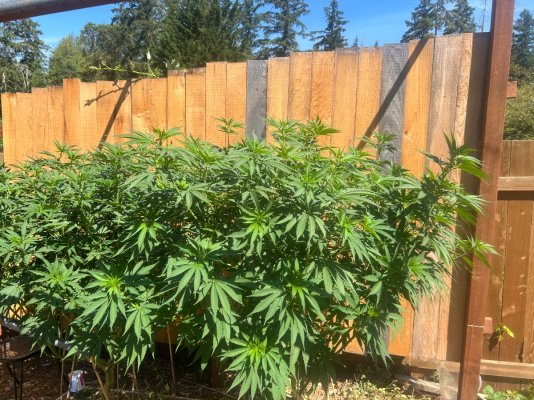 2026 Outdoor Grows! let's see em!