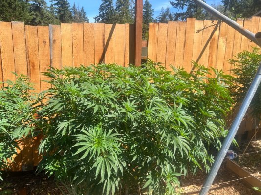 2026 Outdoor Grows! let's see em!