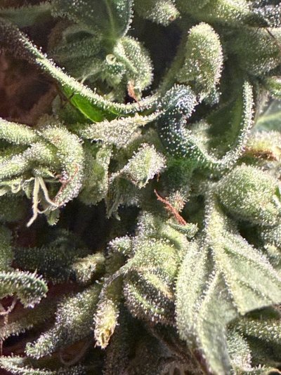 IMG_2593.jpeg