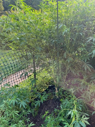 2026 Outdoor Grows! let's see em!