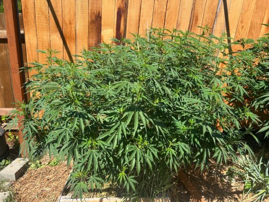 2026 Outdoor Grows! let's see em!