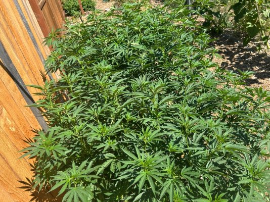 2026 Outdoor Grows! let's see em!